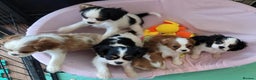 Cavalier King Charles Spaniel dogs for sale: Treated Cavalier king charles puppies   - Advert 6