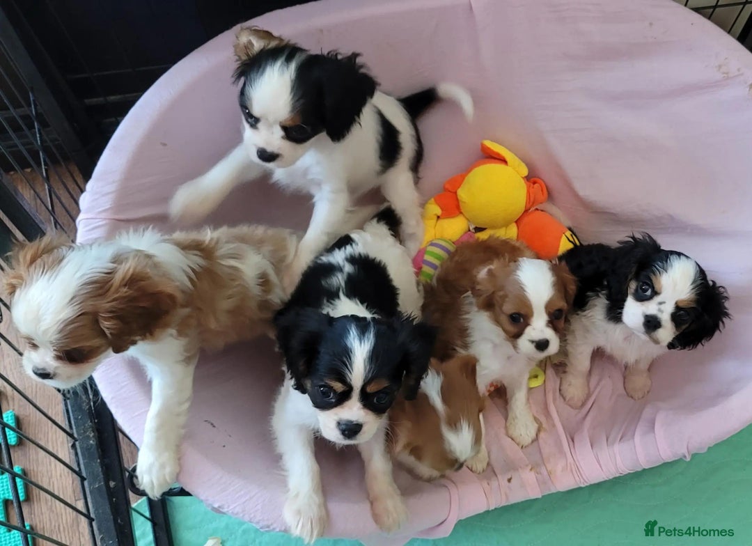 Cavalier King Charles Spaniel dogs for sale: Treated Cavalier king charles puppies   - Advert 6