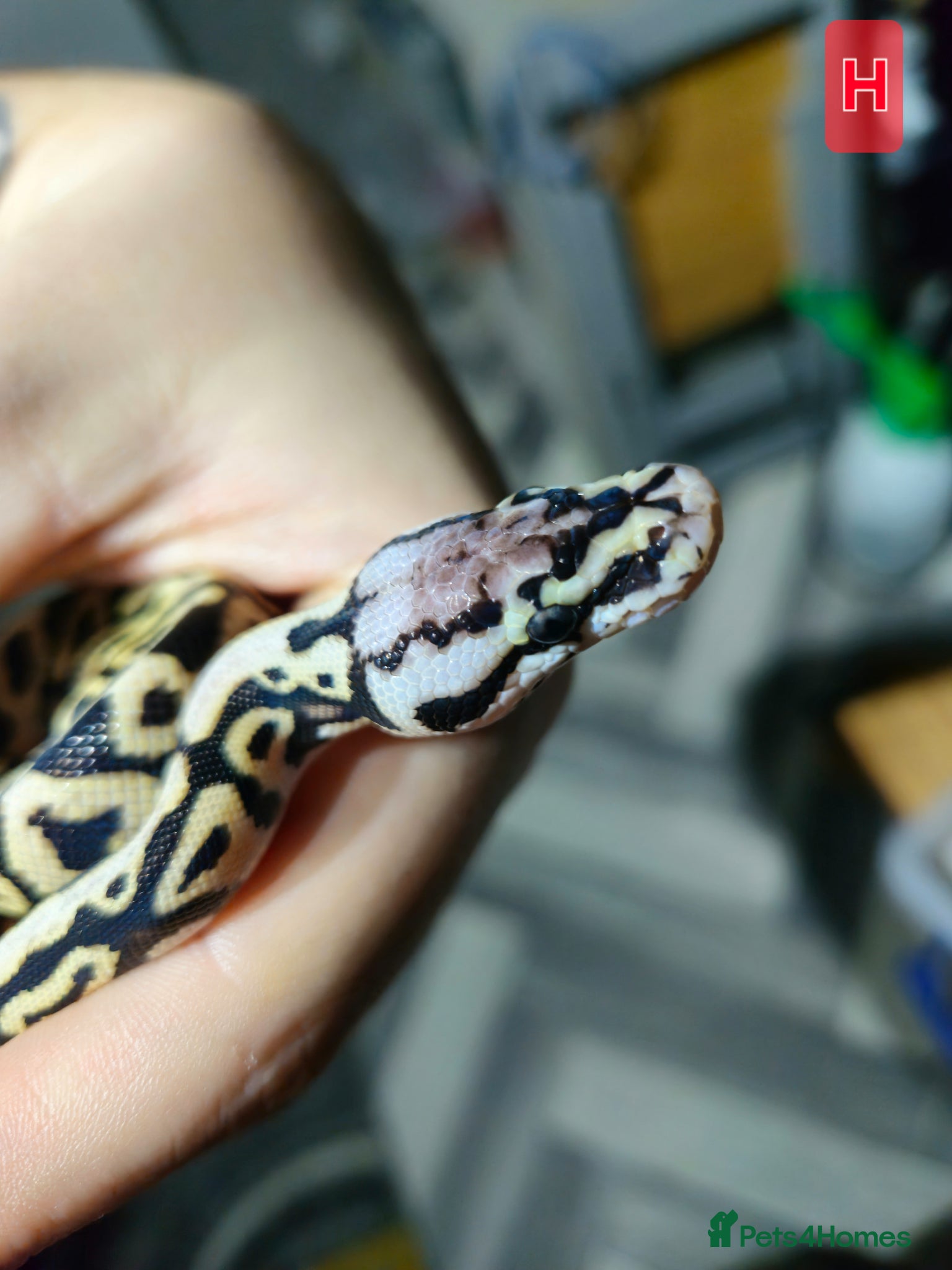 Python Snake reptiles for sale: spotnose het clown/ clown clutch - Advert 3