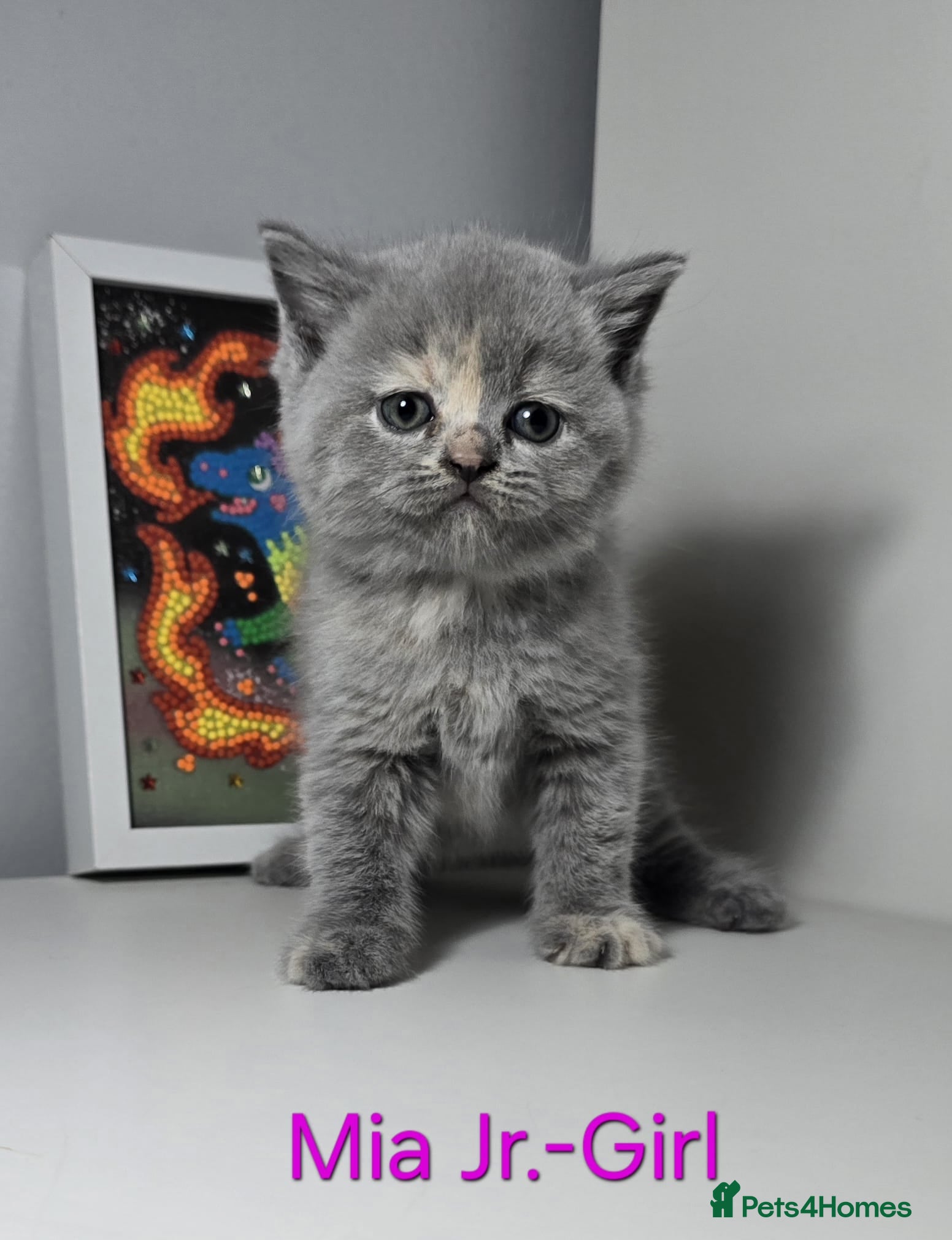 British Shorthair cats Champion Pedigree British Shorthair Kittens - Advert 2