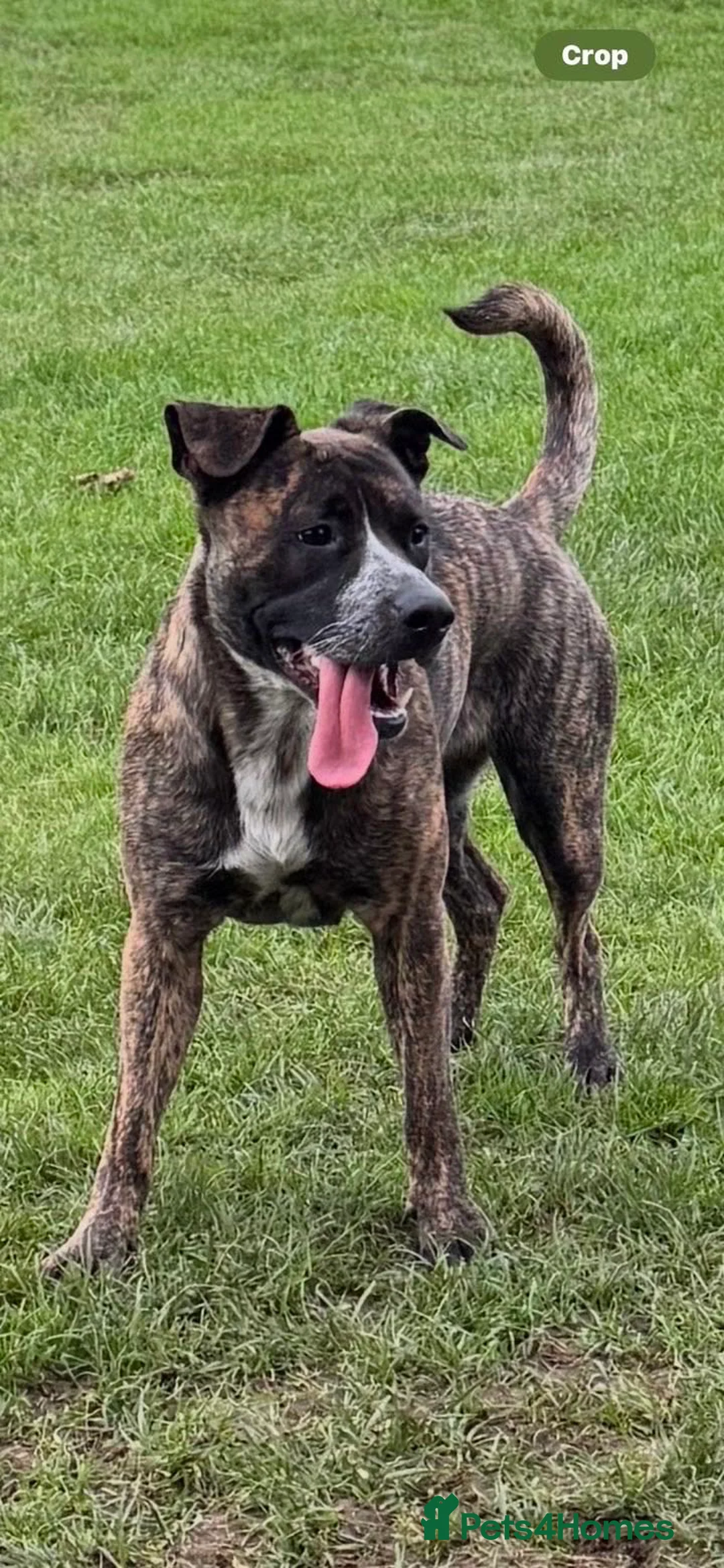 Mixed Breed dogs for sale: Nala  in Dumfries - Advert 2