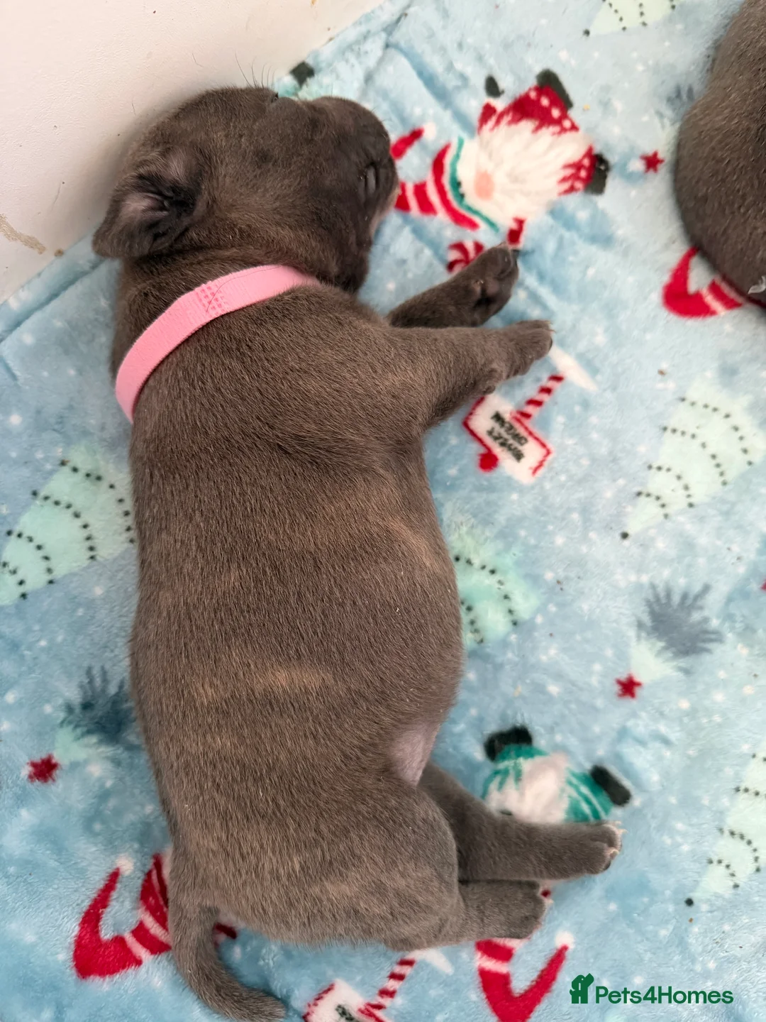 Staffordshire Bull Terrier dogs for sale: Amazing Staffordshire puppies - Advert 9