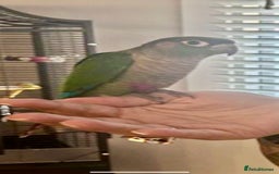 Conures birds for sale: Handreared green cheek Conures 16 weeks old - Image 8