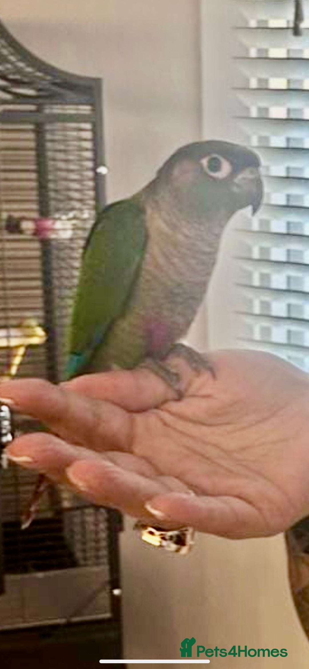 Conures birds for sale: Handreared green cheek Conures 16 weeks old - Image 8
