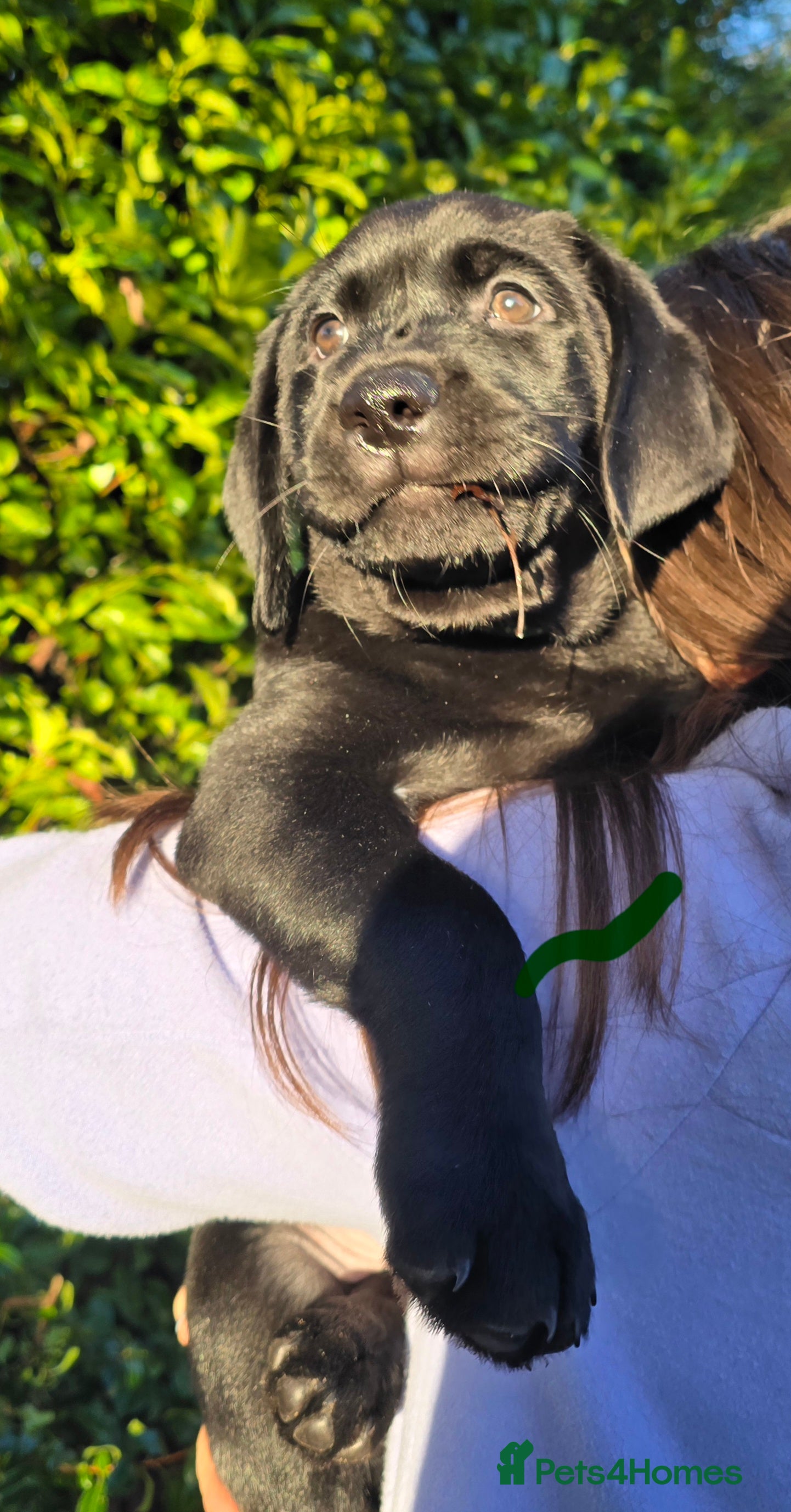 Labrador Retriever dogs Ready for home 🥰2 boys 1 girl - Advert 1