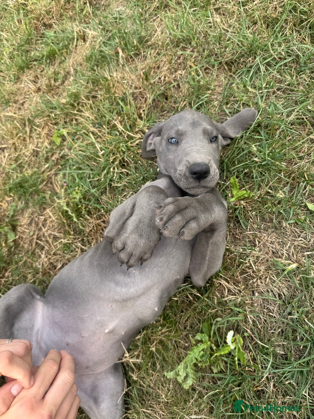 Great Dane dogs for sale: 7 left -12 beautiful Great Dane puppies black/blue - Image 14