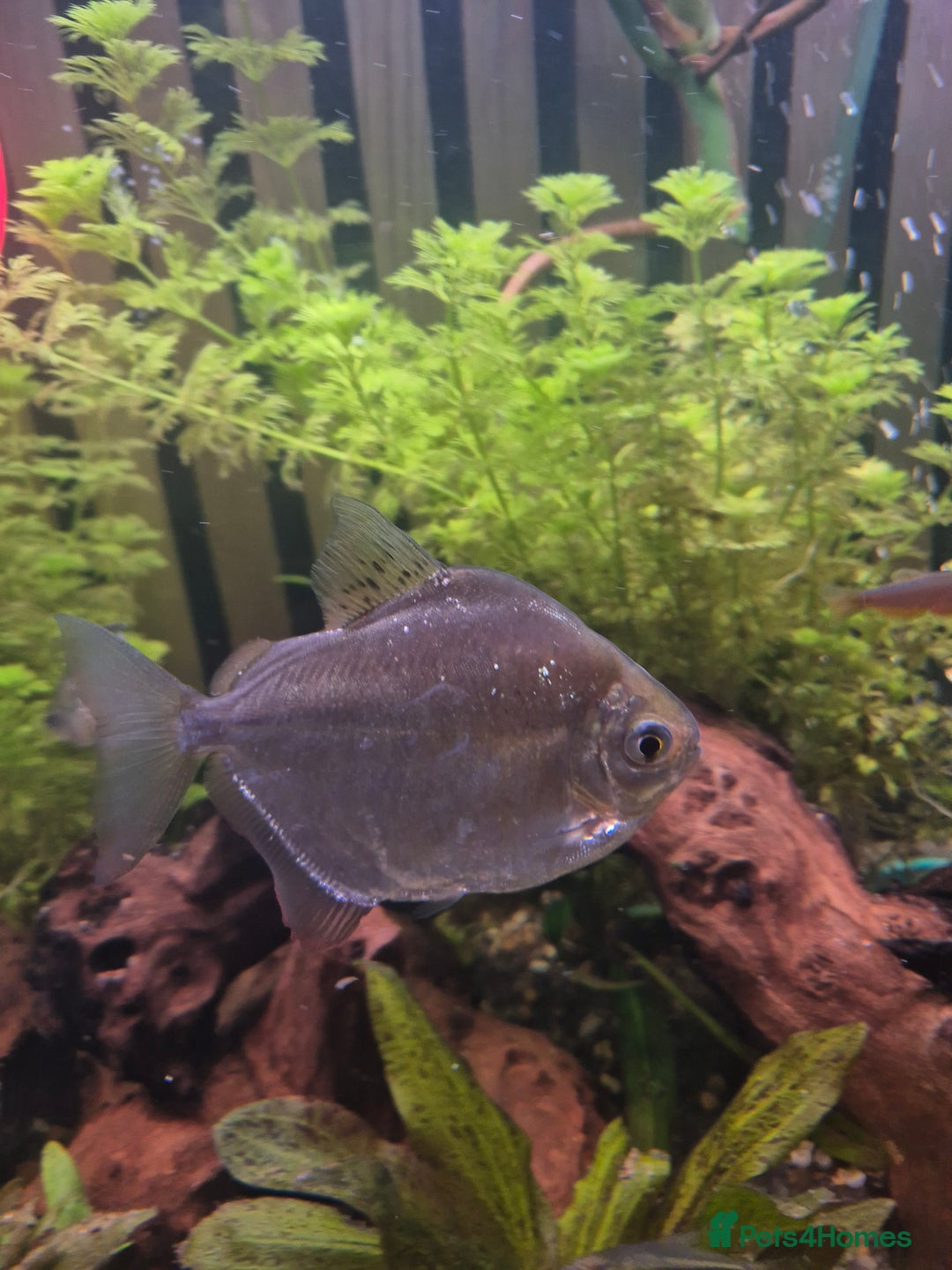 Tetras fish for sale: Silver dolla  - Advert 2