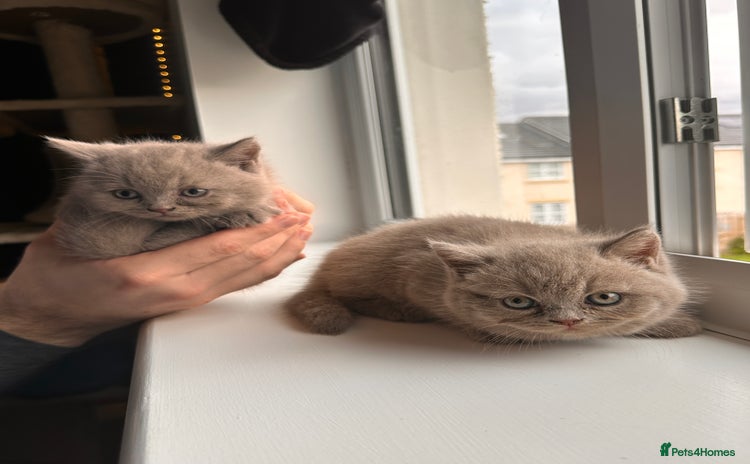 British Shorthair cats - Advert 5
