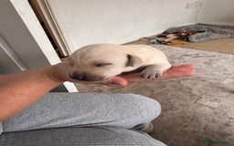 Mixed Breed dogs for sale: 🔥❤️ Beautiful labrador fur baby’s 🔥❤️ - Image 12