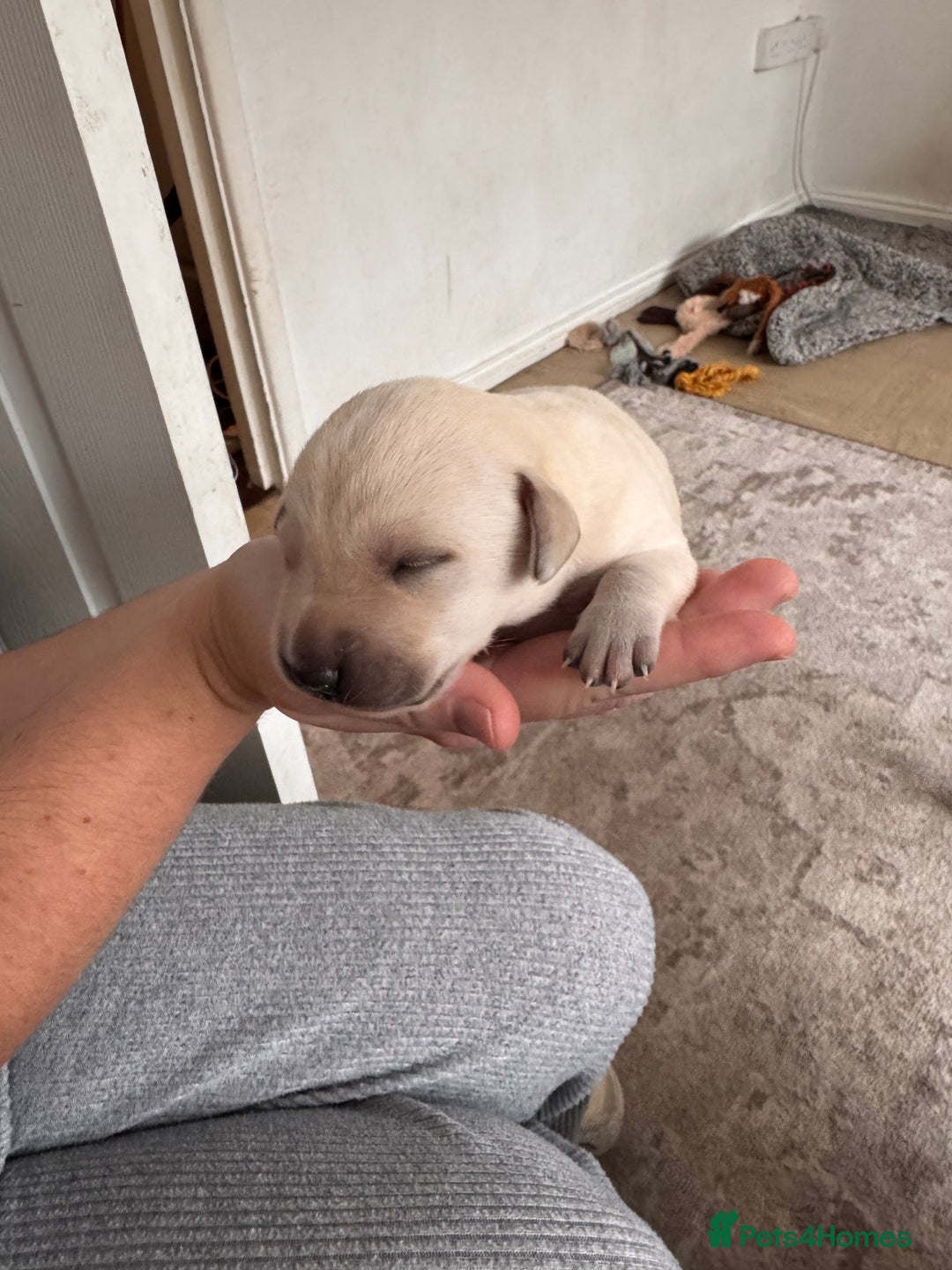 Mixed Breed dogs for sale: 🔥❤️ Beautiful labrador fur baby’s 🔥❤️ - Image 12