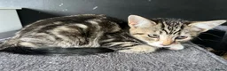 Mixed Breed cats for sale: Fluffy Kittens for sale - Advert 34