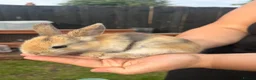 Mini Lion Lop rabbits for sale: Female mini lop cross  in Carlisle - Advert 1