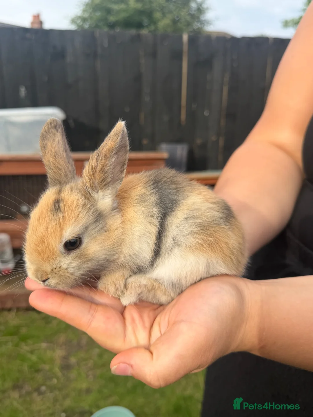Mini Lion Lop rabbits for sale: Female mini lop cross  in Carlisle - Advert 1