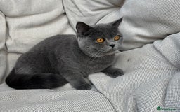 British Shorthair cats for sale: British shorthair female🏆 in Norwich - Image 7