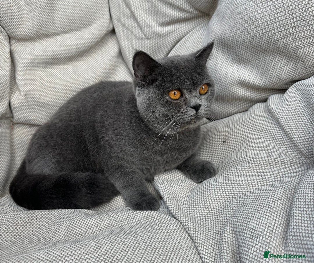 British Shorthair cats for sale: British shorthair female🏆 in Norwich - Image 7
