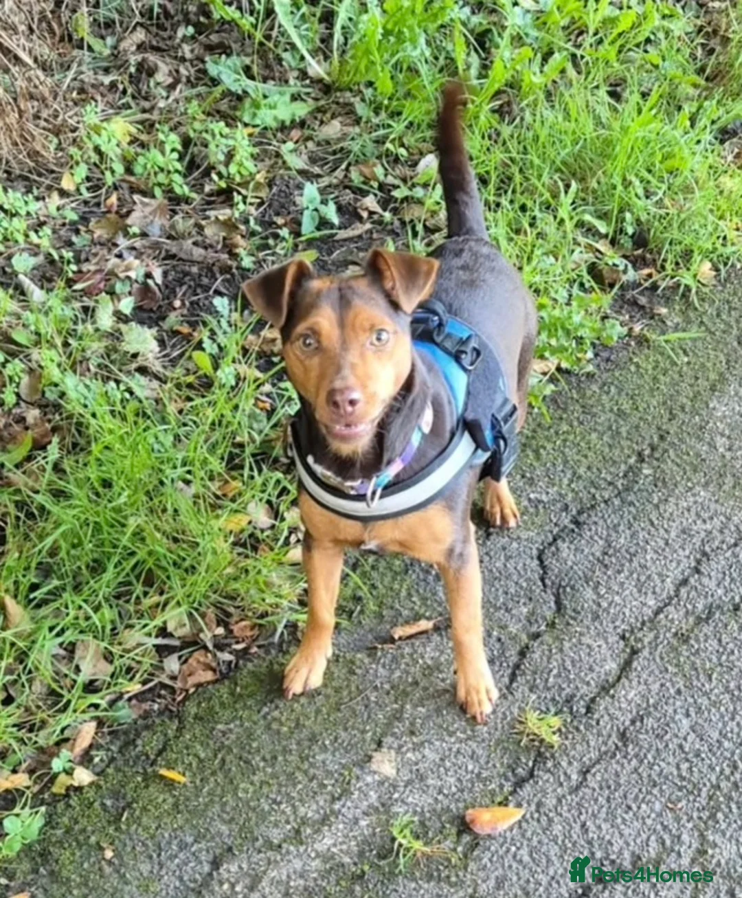 Jack Russell dogs for sale: Jack Russell  - Advert 1