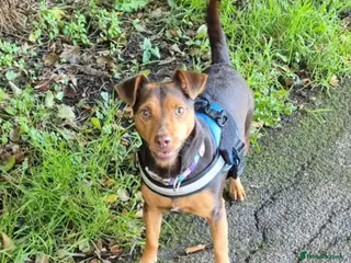 Jack Russell dogs Jack Russell - Advert 3