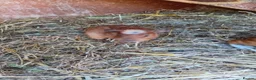 Guinea Pig rodents for sale: Female guinea pigs - Advert 3