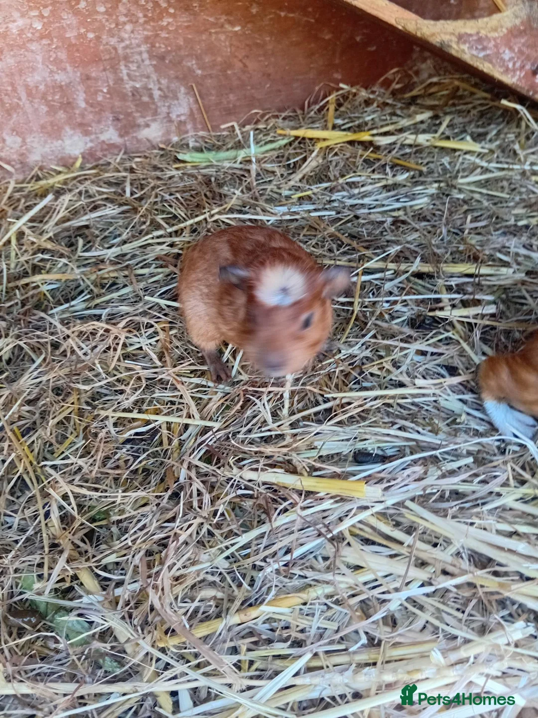 Guinea Pig rodents for sale: Female guinea pigs - Advert 3