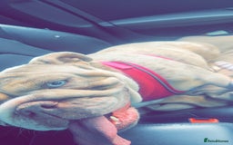 English Bulldog dogs for sale: Millie moo  - Image 6
