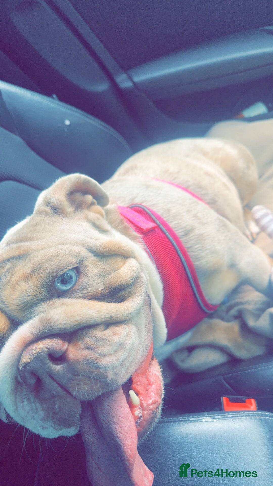English Bulldog dogs for sale: Millie moo  - Image 6