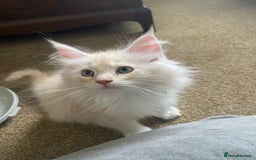 Maine Coon cats for sale: Ready Now  - Image 4