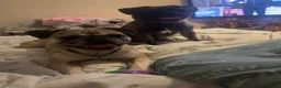 Frug dogs for sale: Female and male frug - Advert 5