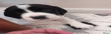 English Springer Spaniel 4