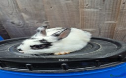 Lionhead rabbits for sale: Baby Lionhead rabbits 8 weeks old - Image 3