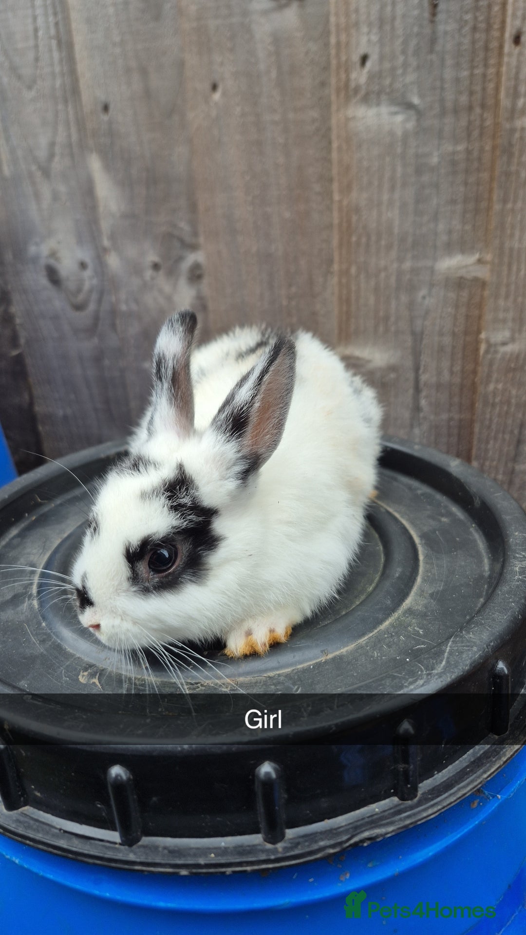 Lionhead rabbits for sale: Baby Lionhead rabbits 8 weeks old - Image 3