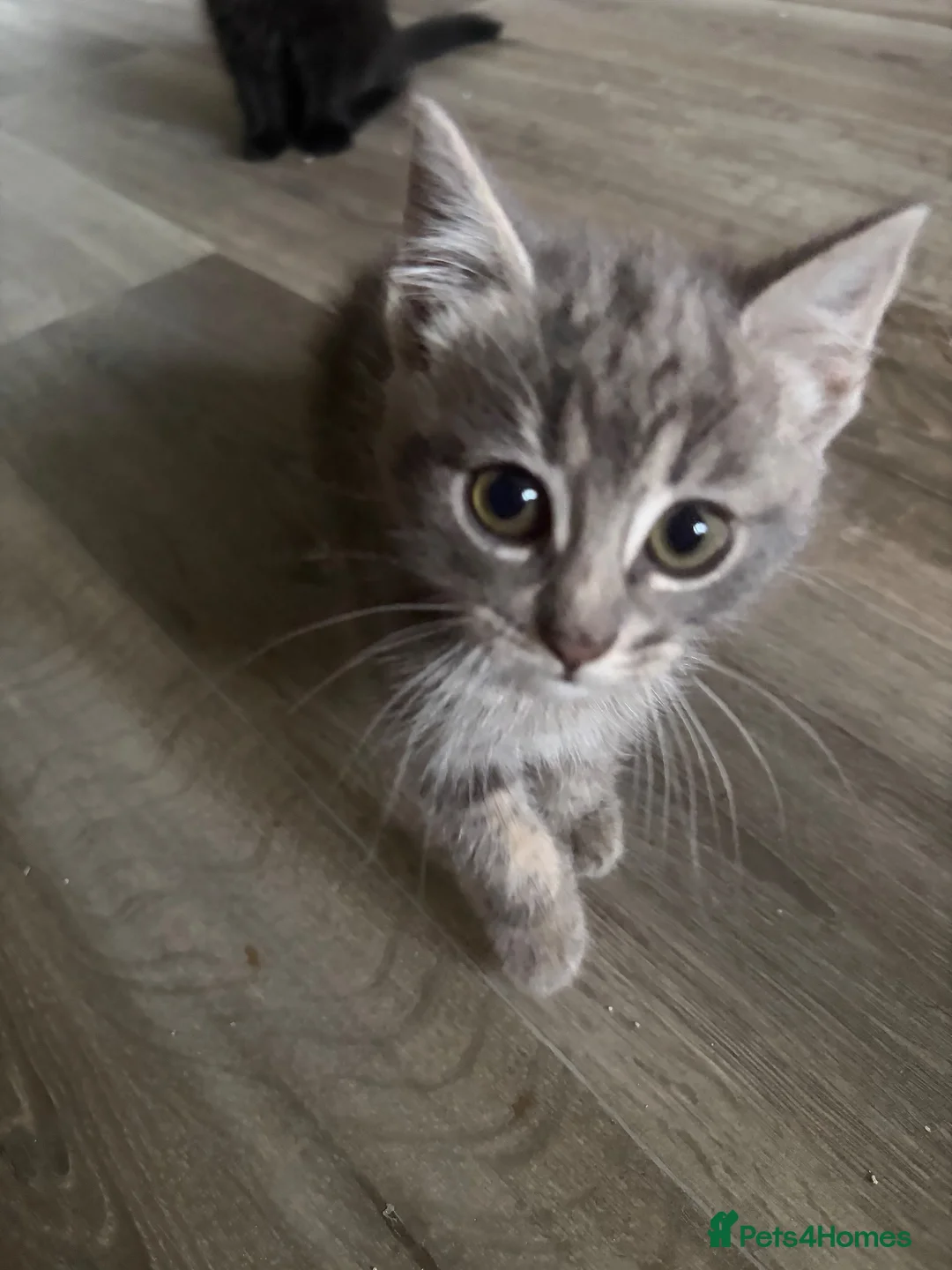 Mixed Breed cats for sale: Kittens for Sale  in Fort William - Advert 4