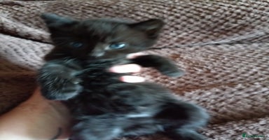 British Shorthair cats - Advert 10