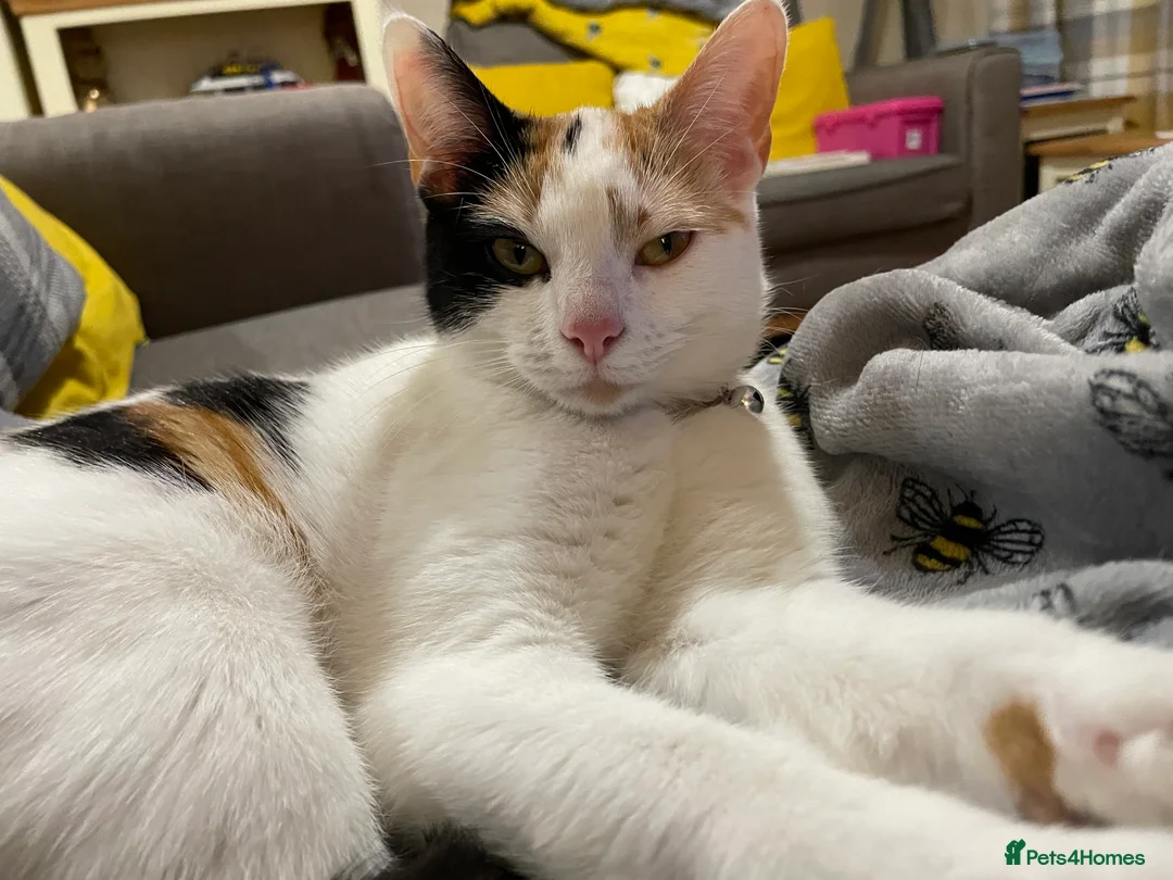 Mixed Breed cats for sale: Mixed breed female  - Advert 4