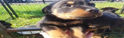Rottweiler dogs for sale: Loving Rottweiler Puppies for Forever Homes - Advert 13