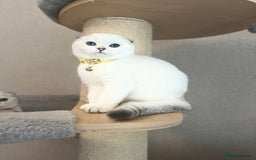 Scottish Fold cats for sale: Scottish Fold Kittens with TICA Registration - Image 7