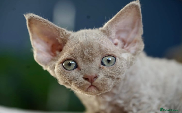 Devon Rex cats - Advert 2