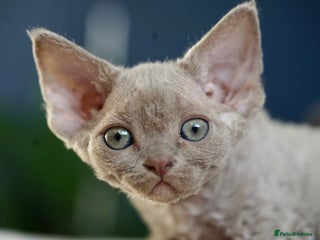 Devon Rex cats - Advert 33