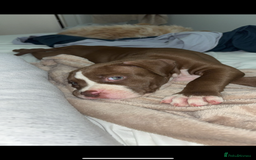 Mixed Breed dogs for sale: American Bulldog X Mastiff mix  - Image 27