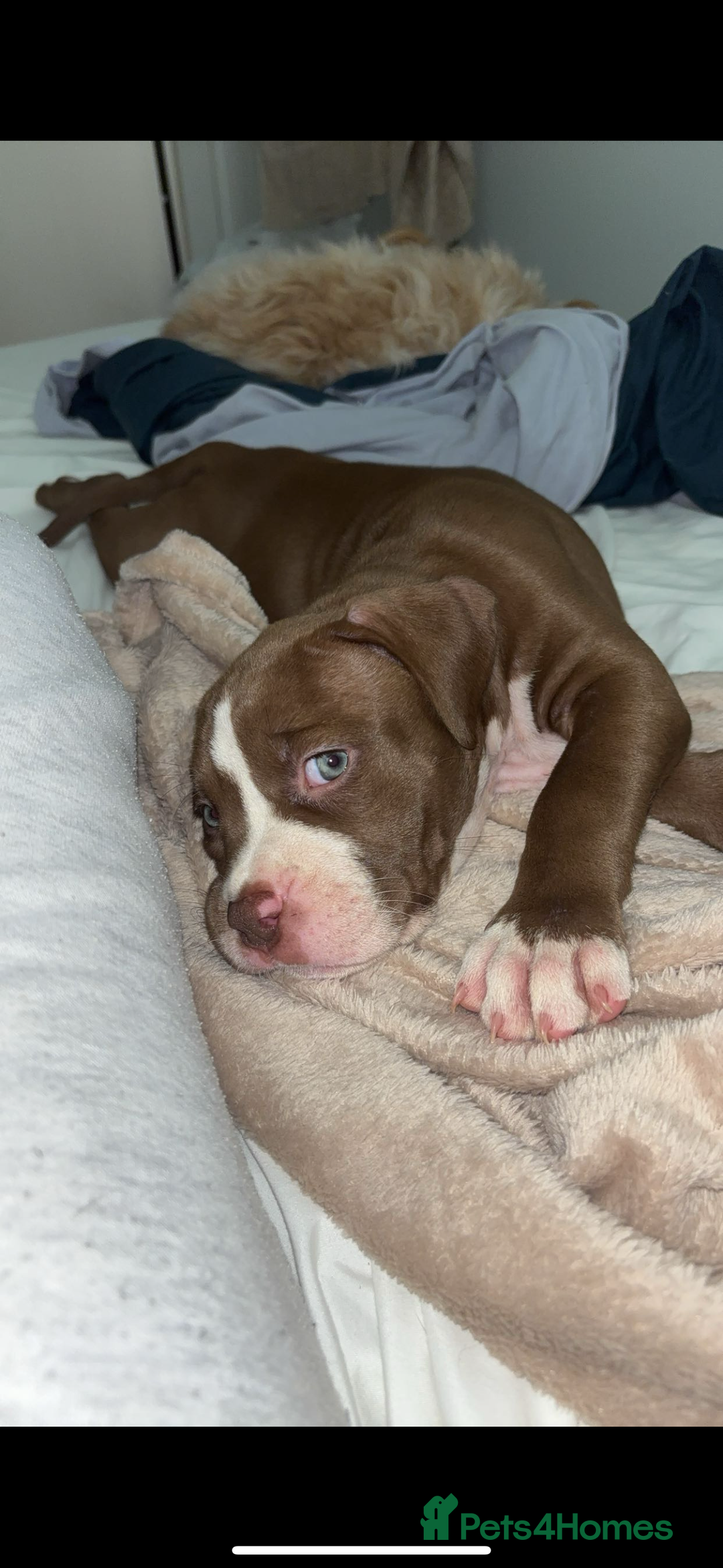 Mixed Breed dogs for sale: American Bulldog X Mastiff mix  - Image 27