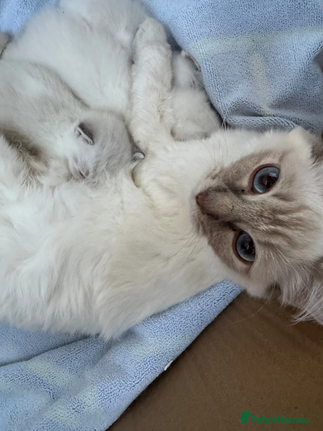 Ragdoll cats for sale: Beautiful Ragdoll / British shorthair kittens - Advert 1