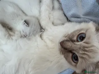 Ragdoll cats Beautiful Ragdoll / British shorthair kittens - Advert 1