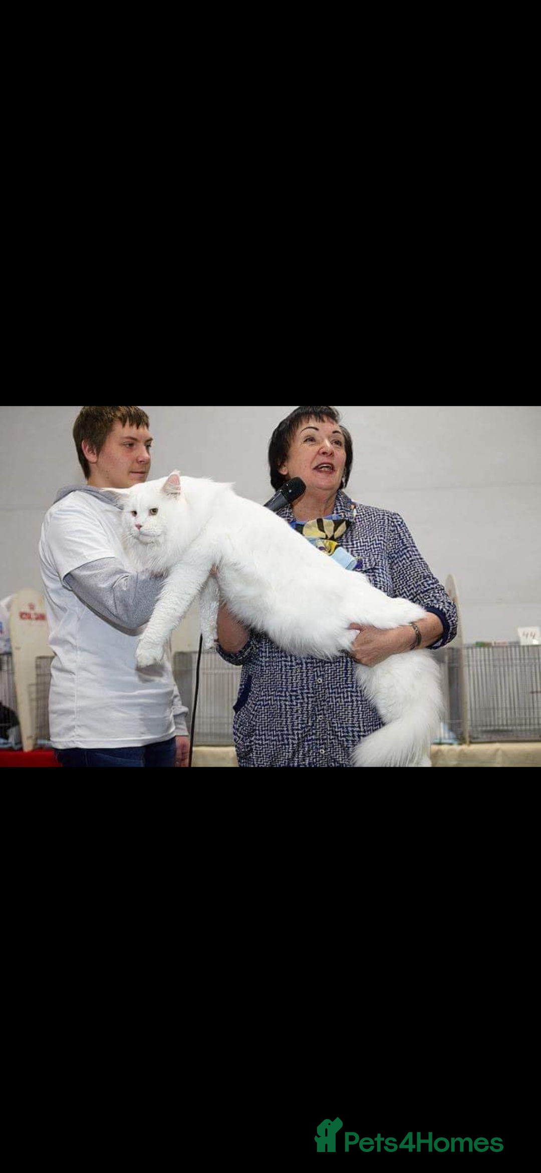 Maine Coon cats for sale: Super size mainecoon  - Image 4