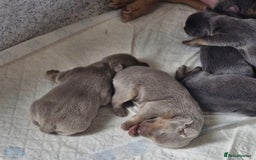 Jack Russell dogs for sale: Miniature Lilac & Blue Jack Russell puppies  - Image 11