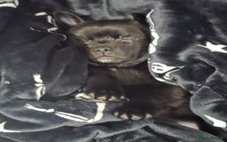 Mixed Breed dogs for sale: 9 week old female pug-a-pom - Advert 3