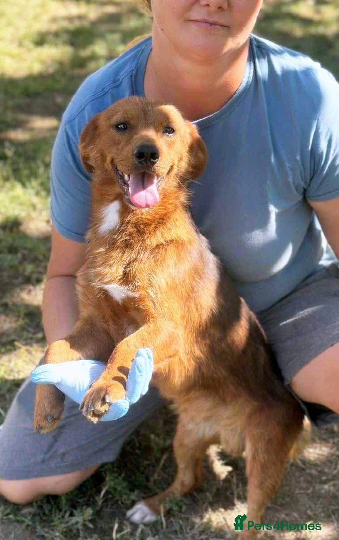 Mixed Breed dogs for adoption: 🐾 Little Fonzy – a tiny boy with a big heart 🐾 - Advert 2