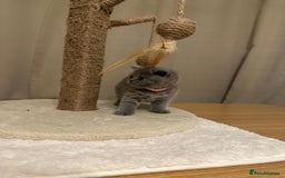 British Shorthair cats for sale: British Shorthair kittens Lilac/Blue 3 Girls 1 Boy - Image 19