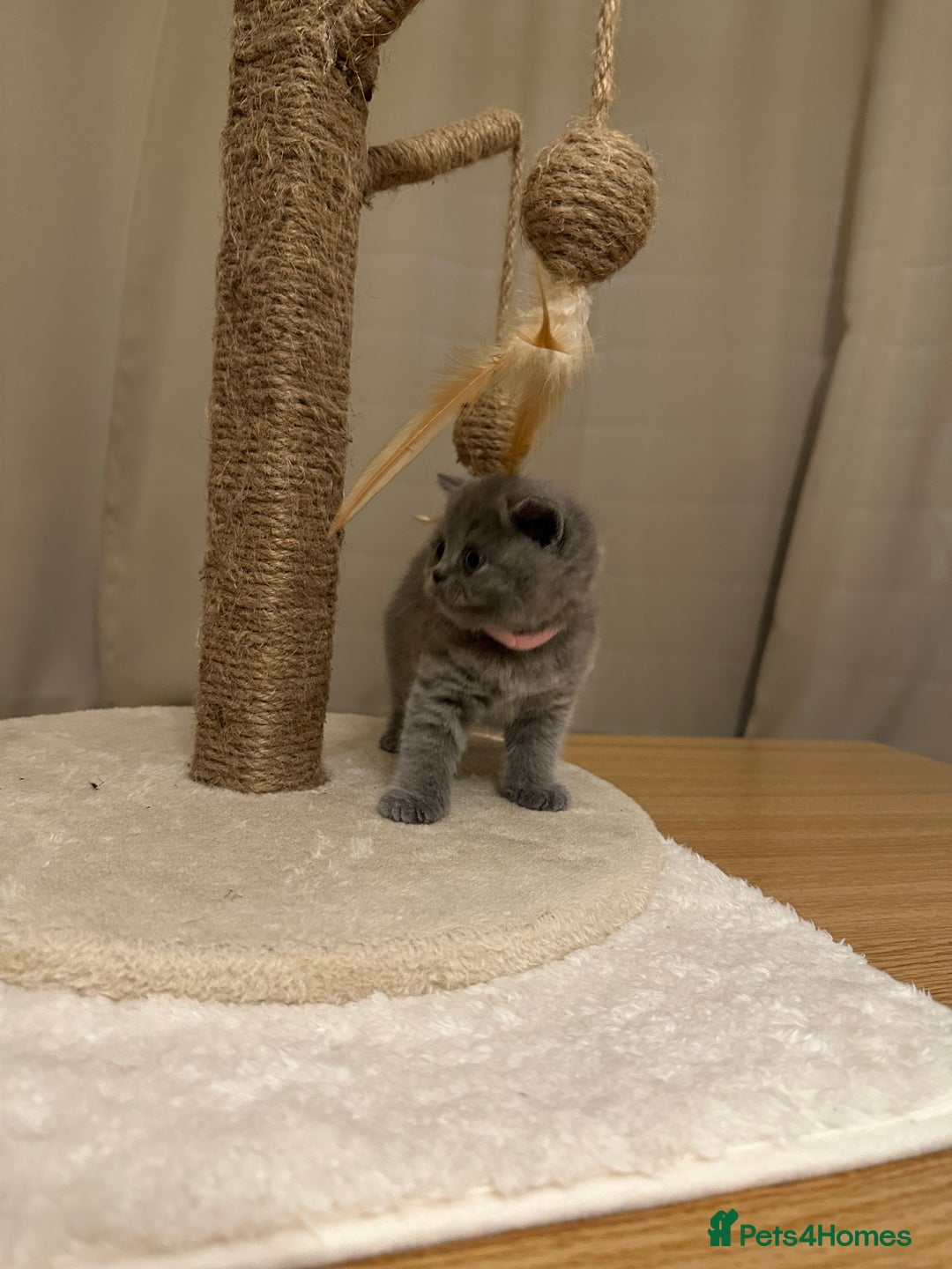 British Shorthair cats for sale: British Shorthair kittens Lilac/Blue 3 Girls 1 Boy - Image 19