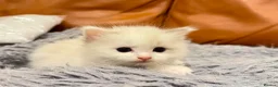 Ragdoll cats for sale: 3 Ragdoll Girls - Advert 6