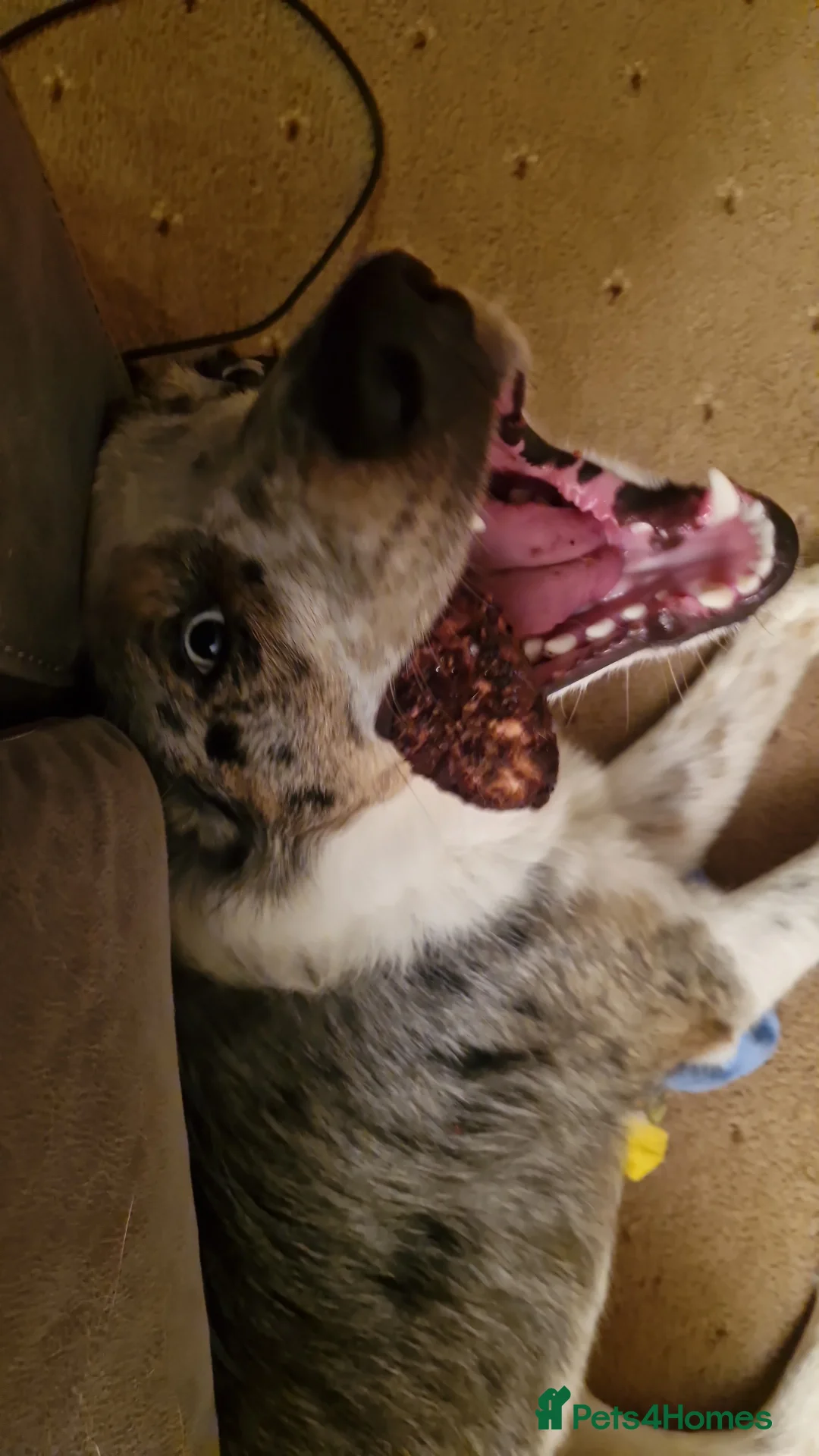 Border Collie dogs for sale: Welsh collie - Advert 2