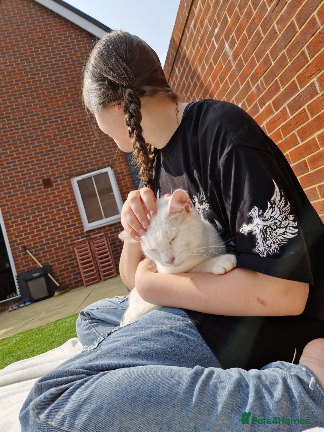 Turkish Angora cats for sale: Gorgeous white cat  - Image 4